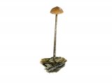 Illustration of Psilocybe phyllogena (#4281)