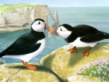 Illustration of Puffin (Fratercula arctica) (#1809)