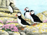 Illustration of Puffin (Fratercula arctica) (#1810)