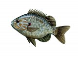 Illustration of Pumpkinseed Sunfish (Lepomis gibbosus) (#2694)