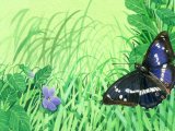 Illustration of Purple Emperor (Apatura iris) (#1410)