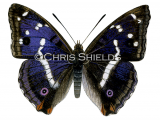 Illustration of Purple Emperor (Apatura iris) (#0322)