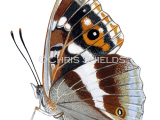 Illustration of Purple Emperor (Apatura iris) (#2001)