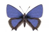 Illustration of Purple Hairstreak (male) Quercusia quercus (#2591)
