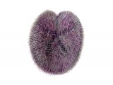Illustration of Purple Heart Urchin (Spatangus purpureus) (#1866)