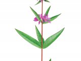Illustration of Purple Loosetrife (Lythrum salicaria) (#2812)