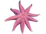 Illustration of Purple Sunstar (Salaster endeca) (#1858)