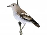 Illustration of Purple-backed Starling (female) Sturnia sturnina (#2223)