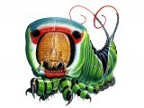 Illustration of Puss moth Caterpillar (Cerura vinula) (#1340)