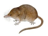 Illustration of Shrew (Pygmy) Sorex minutus (#2052)