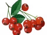 Illustration of Pyracantha crenulata berries (#2151)