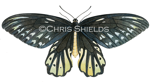 Illustration of Queen Alexadra's Birdwing female (Ornithoptera alexandrae) (#4537)