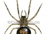 Illustration of Rabbit Hutch Spider (Steatoda bipunctata) (#3313)