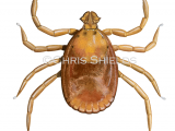 Illustration of Rabbit Tick (Haemaphysalis Leporispalustris) (#4655)