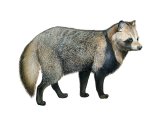 Illustration of Raccoon Dog (Nyctereutes procyonoides) (#3237)