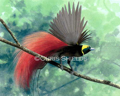 Illustration of Raggiana Bird of Paradise (Paradisaea raggiana) (#0050)