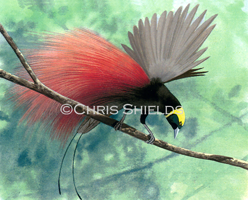 Illustration of Raggiana Bird of Paradise (Paradisaea raggiana) (#4487)
