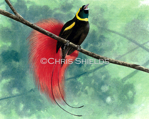 Illustration of Raggiana Bird of Paradise (Paradisaea raggiana) (#4488)