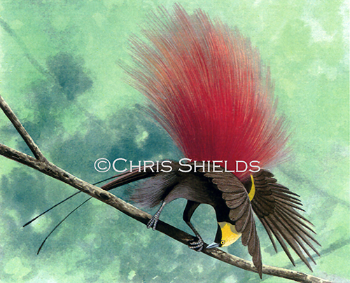 Illustration of Raggiana Bird of Paradise (Paradisaea raggiana) (#4489)