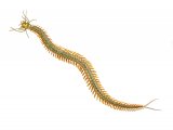 Illustration of Ragworm (Nereis diversicolor) (#4304)