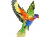 Illustration of Rainbow lorikeet (Trichoglossus moluccanus) (#3369)