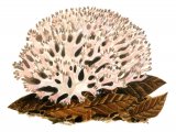 Illustration of Ramaria botrytis (Rosso Coral) (#1955)