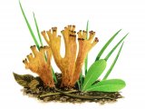 Illustration of Ramaria broomei (#1960)