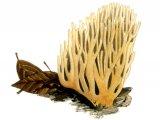 Illustration of Ramaria stricta (Upright Coral) (#1946)