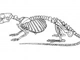 Illustration of Rat Skeleton (Brown) Rattus norvegicus (#0564)