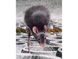 Illustration of Rat (Black) Rattus rattus (#0574)