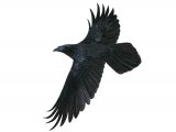 Illustration of Raven in flight (Corvus corax) (#3630)