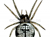 Illustration of Ray Spider (Theridiosoma gemmosum). (#1570)