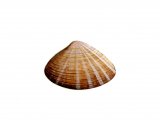 Illustration of Rayed Trough Shell (Mactra stultorum) (#0783)