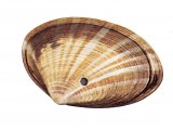 Illustration of Rayed Trough Shell (Mactra stultorum) (#3626)