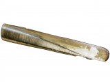Illustration of Razor Shell (Ensis siliqua) (#3793)