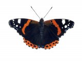 Illustration of Red Admiral (Vanessa atalanta) (#1549)