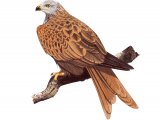 Illustration of Red Kite (Milvus milvus) (#3708)