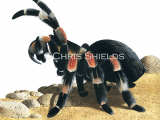 Illustration of Red-Kneed Tarantula (Brachypelma smithii) (#1142)