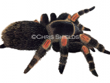 Illustration of Red-Kneed Tarantula (Brachypelma smithii) (#4690)