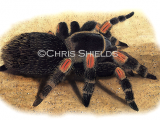 Illustration of Red-Kneed Tarantula (Brachypelma smithii) (#0972)