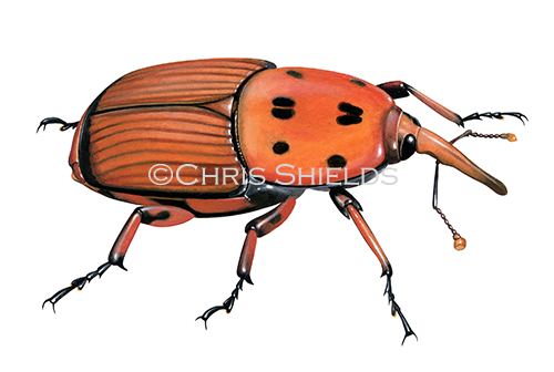 Illustration of Red Palm Weevil (Rhynchophorus ferrugineus) (#4630)