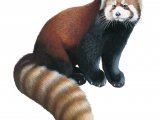 Illustration of Red Panda (Ailurus fulgens) (#4222)