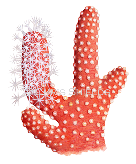 Illustration of Red Sea Fingers (Alcyonium glomeratum) (#4612)