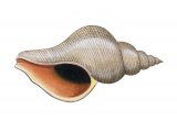 Illustration of Red Whelk (Neptunea antiqua) (#1846)