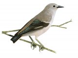 Illustration of Red-cheeked Starling (female) Sturnia philippensis (#2235)