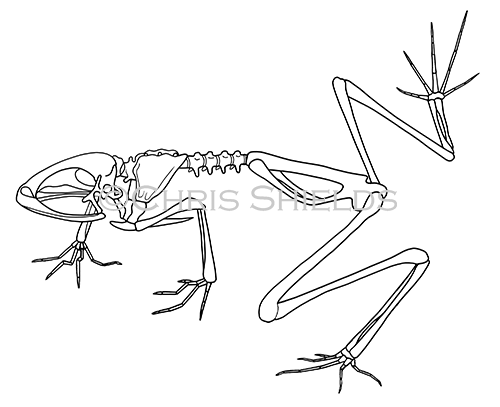 Illustration of Red-eyed Tree frog skeleton (Agalychnis callidryas) (#1095)