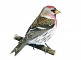 Illustration of Redpoll (Carduelis flammea) (#1659)