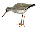 Illustration of Redshank (Tringa totanus) (#1821)