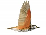 Illustration of Redwing in flight (Turdus iliacus (#1215)