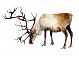 Illustration of Reindeer (Rangifer tarandus) (#3569)